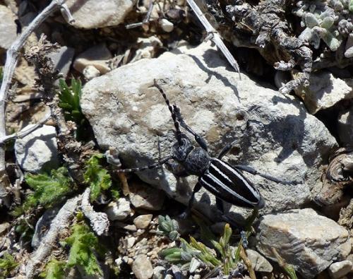 Réf. 200 611 : Iberodorcadion fuliginator